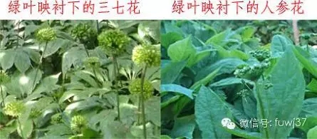 绿叶下的三七花和人参花