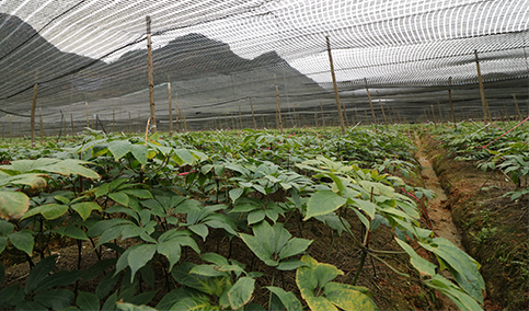 福万家种植基地