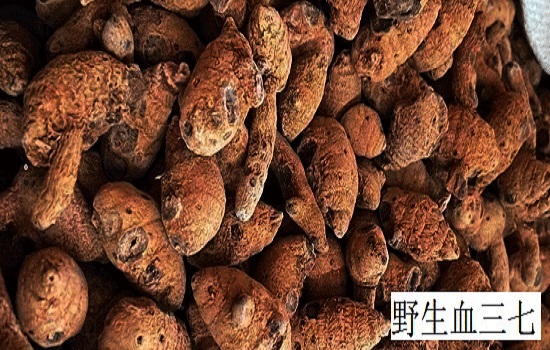 血三七图片