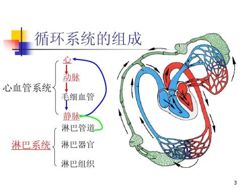 人体循环系统的组成