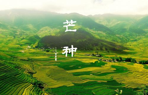 2018年6月6日文山福万家的云南文山三七价格