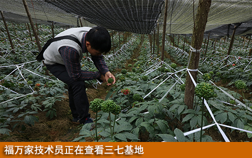 福万家技术员正在查看三七基地