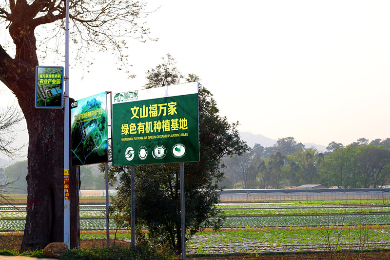 福万家三七种植基地