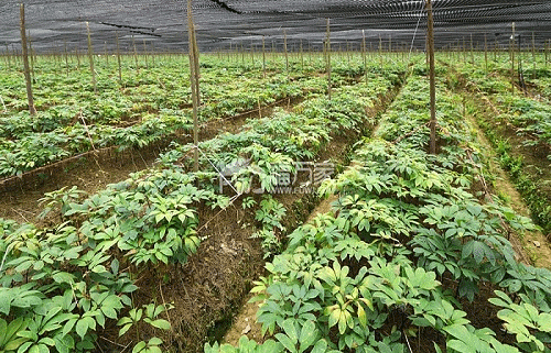 三七种植用的是一般的大棚吗？