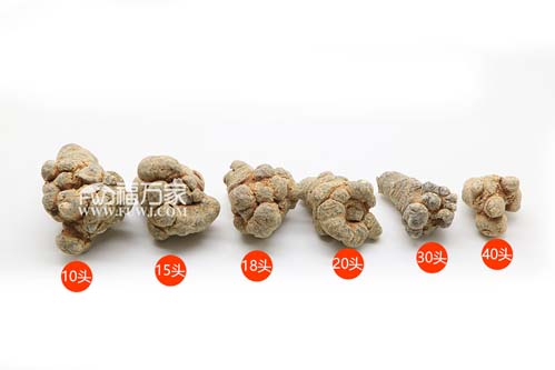 10头三七和20头三七比较是多少头的好？