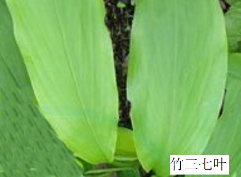 土田七