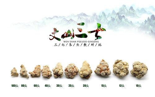 三七的鉴别及选购