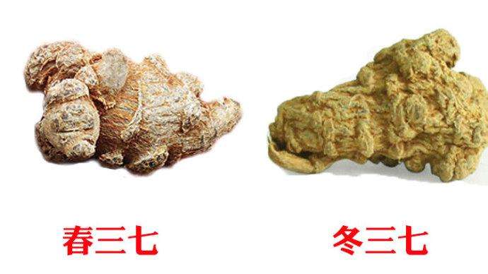 三七饱满干瘪