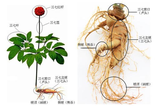 三七植物