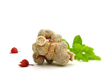 有商家说三七要去剪口？是不含皂苷吗？