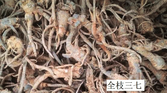 全枝三七不是野生三七