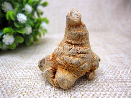 三七哪种才好