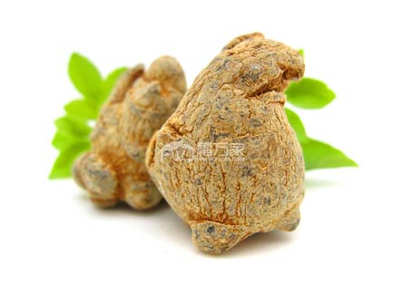 挑选三七要选“母三七”才好？