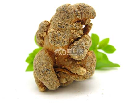 三七容易种植吗
