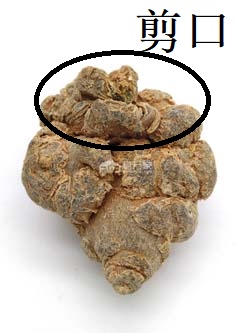 三七剪口是哪里